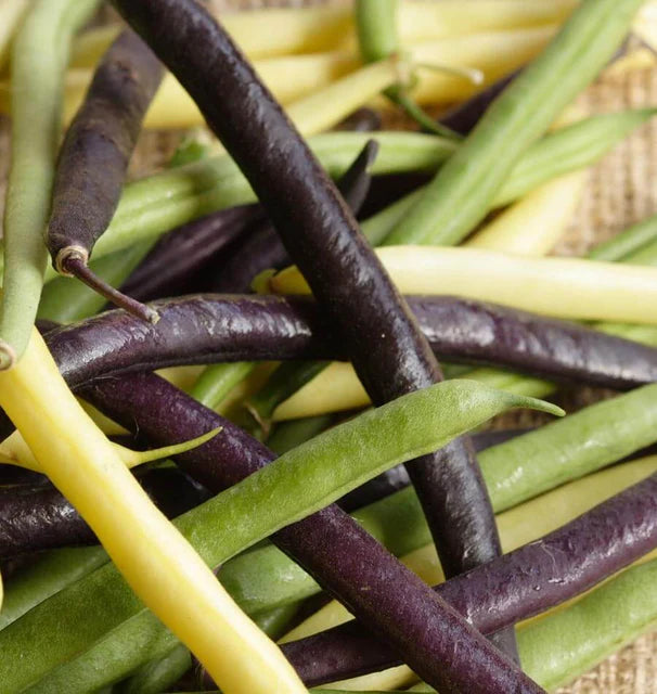 Bean Bush Tricolour WCS Seed