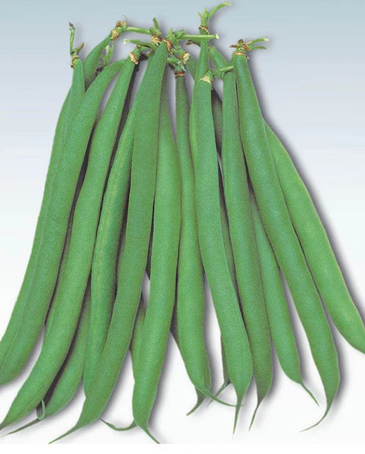 Bean Bush Masai French WCS Seed