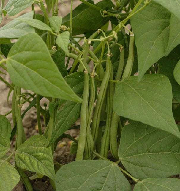 Bean Bush Maxibel Filet Certified Organic WCS SM