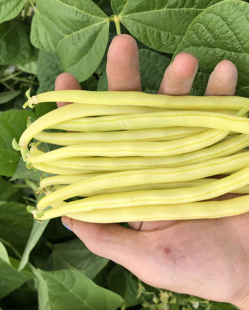 Bean Bush Gold Rush Organic WCS Seed LG