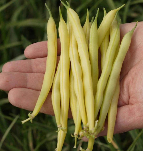 Bean Bush Gold Rush WCS Seed
