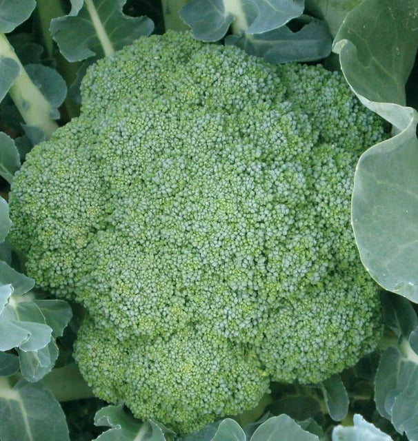 Broccoli Green Magic WCS Seed