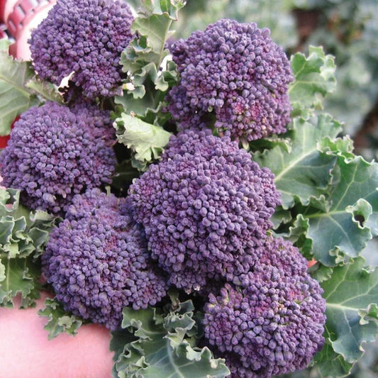 Broccoli Purple Sprouting MIgardener Seed