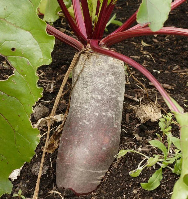 Beets Cylindrical WCS Seed