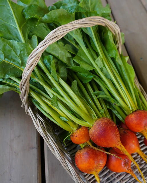 Beets Golden Boy WCS Seed