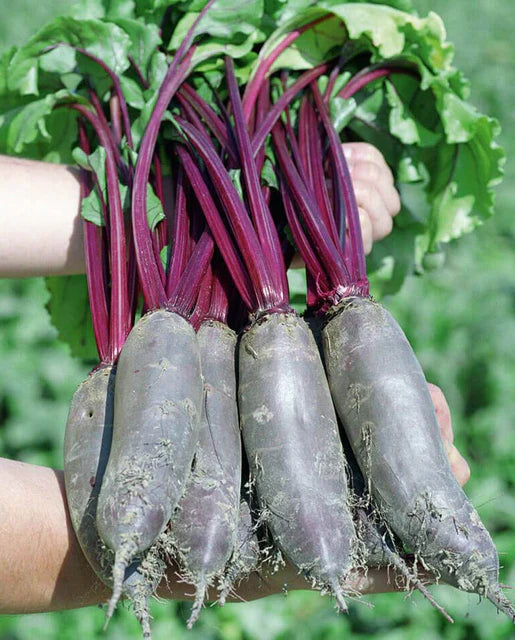 Beets Taunus Cylindrical WCS Seed
