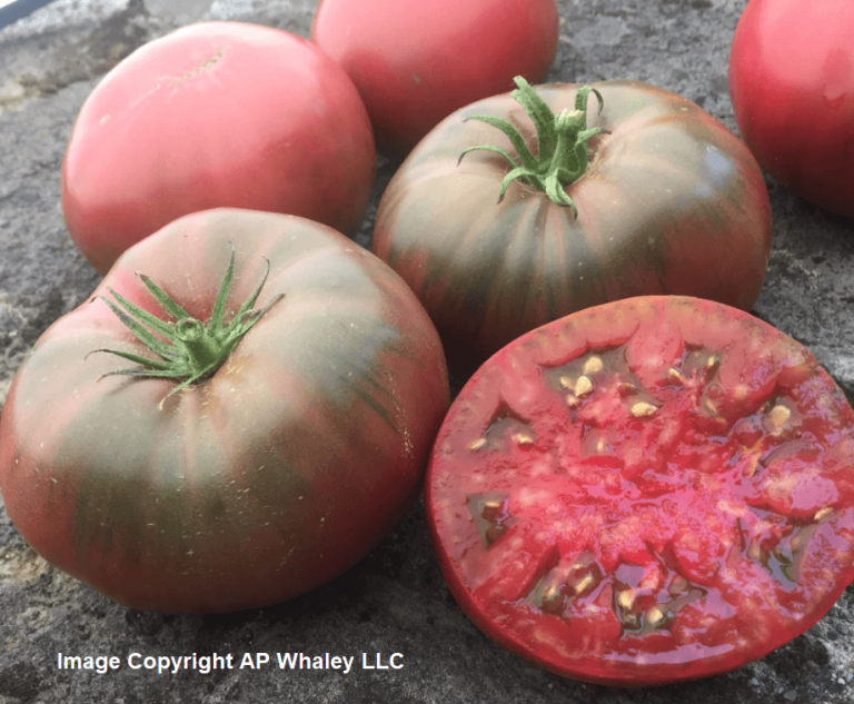 Tomato Black Krim OSC Seed