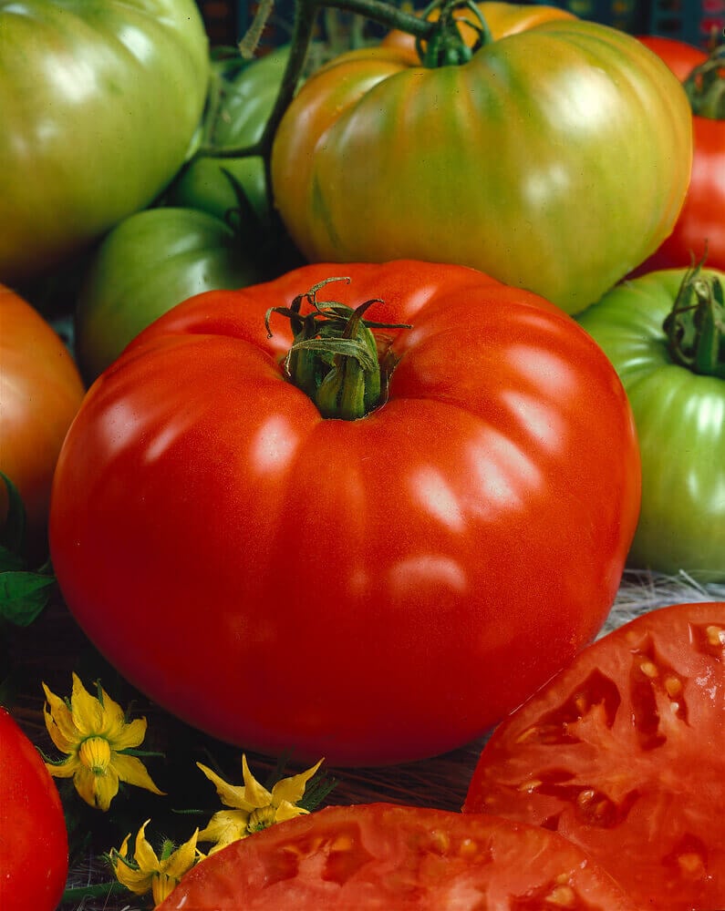 Tomato Brandywine Organic OSC Seed