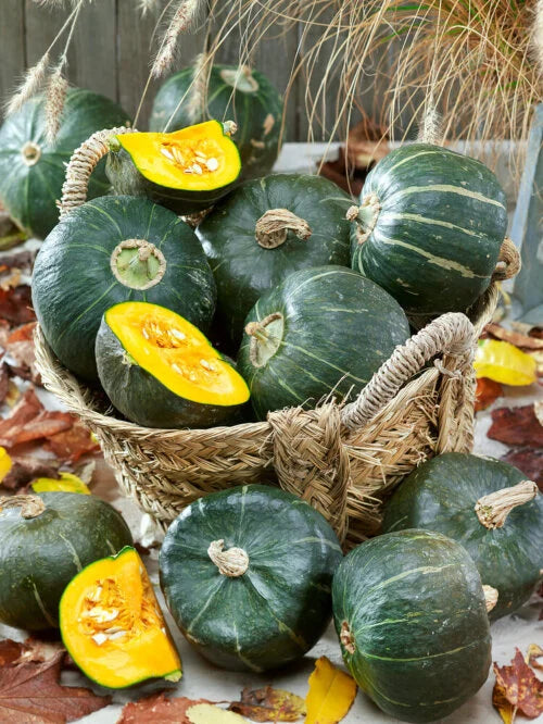 Squash Burgess Buttercup OSC Seed