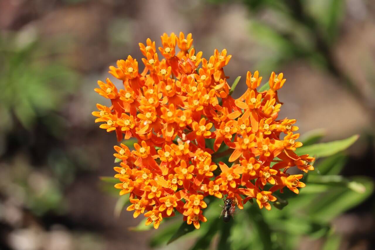 Milkweed Butterfly Weed OSC Seed