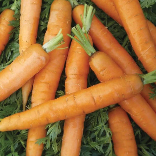 Carrot Little Fingers MIgardener Seed