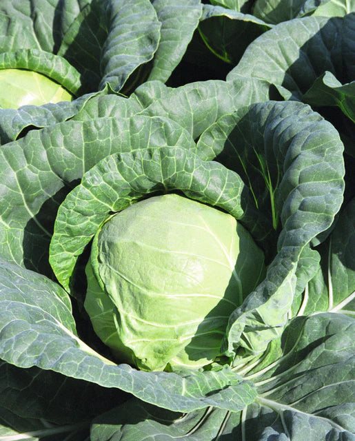 Cabbage Tiara Organic WCS Seed