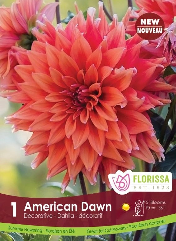 Dahlia American Dawn Premium Tuber
