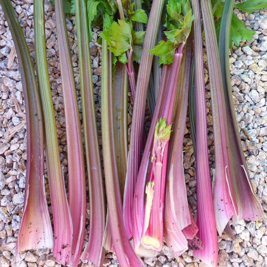 Celery Pink Plume MIgardener Seed