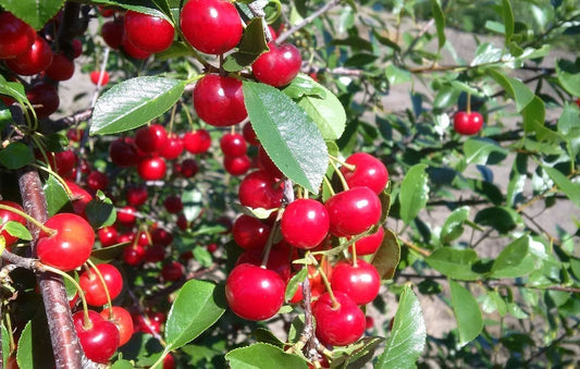 Sour Cherry Crimson Passion Treeform 7G