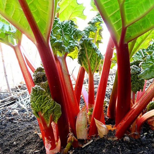 Rhubarb German Wine 2G
