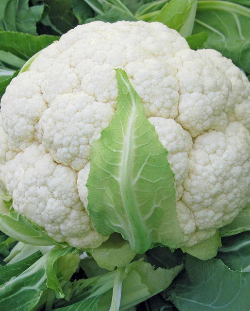 Cauliflower Skywalker Organic WCS Seed