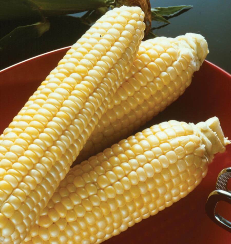 Corn Sugar Buns WCS Seed