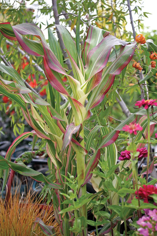 Corn Japonica Striped MIgardener Seed