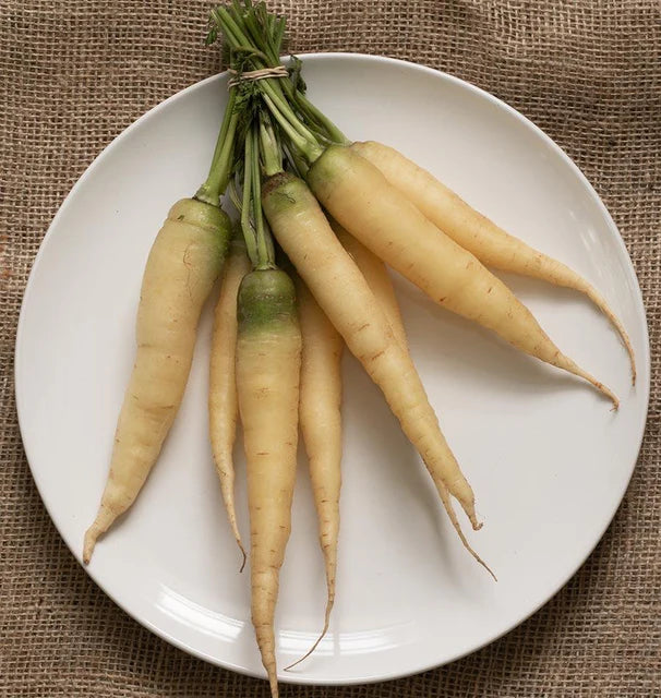 Carrots White Satin F1 WCS Seed