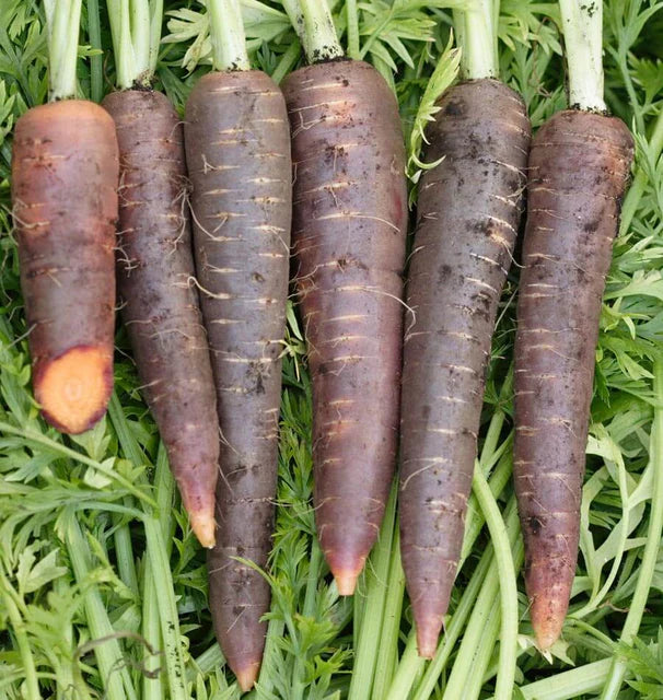 Carrots Purple Haze F1 WCS Seed
