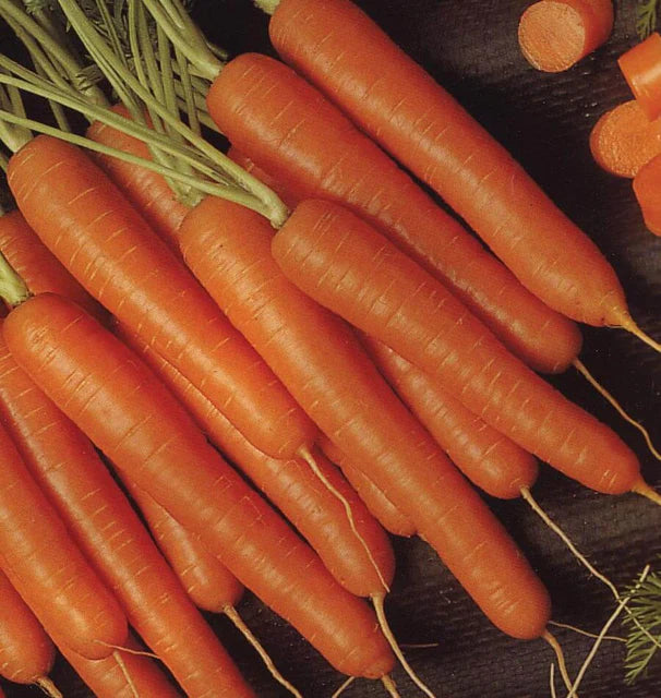Carrots Bolero Pelleted F1 WCS Seed