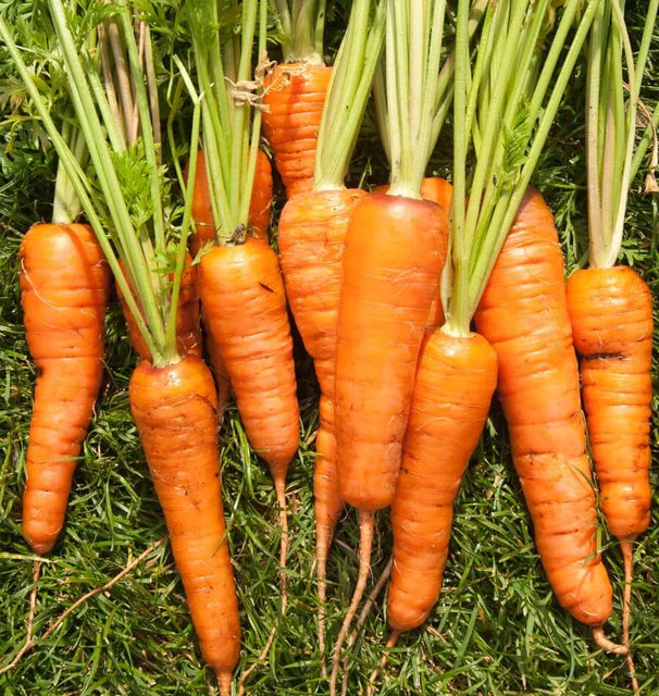 Carrots Royal Chantenay WCS Seed