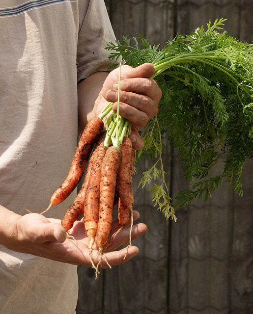 Carrots Scarlet Nantes WCS Seed