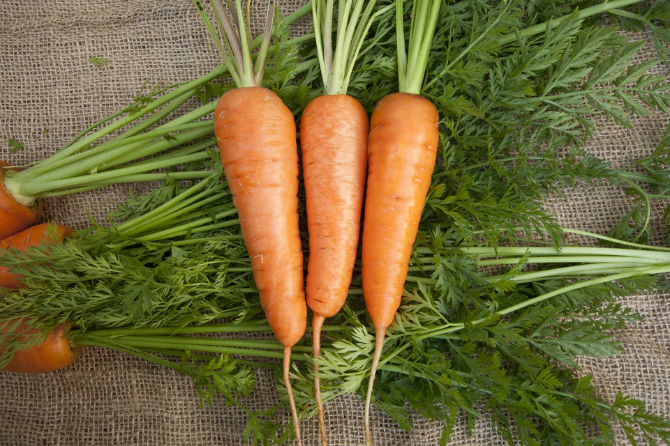 Carrots Chantenay Seed Tape WCS Seed