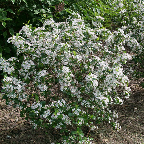 Aronia Low Scape Snowfire 2G