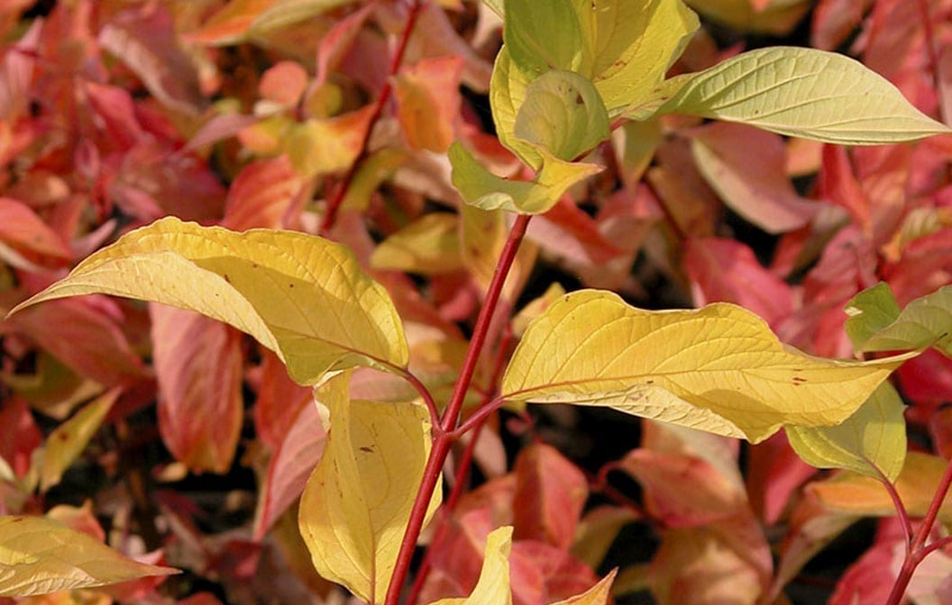 Dogwood Morden Amber 2G