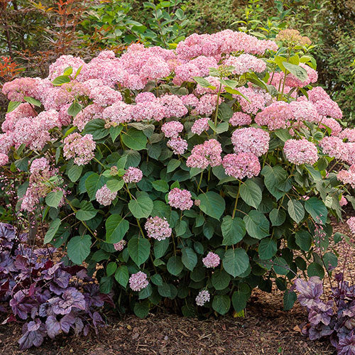 Hydrangea Invincibelle Spirit 2G