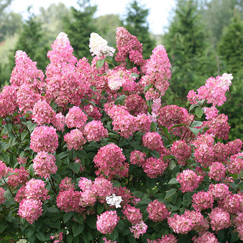 Hydrangea Firelight 2G
