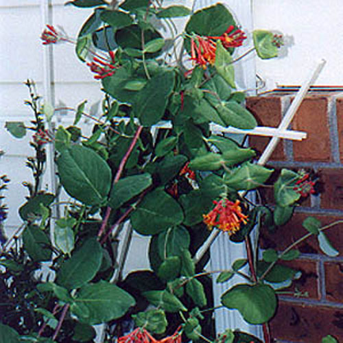 Honeysuckle Vine Dropmore Scarlet 1G