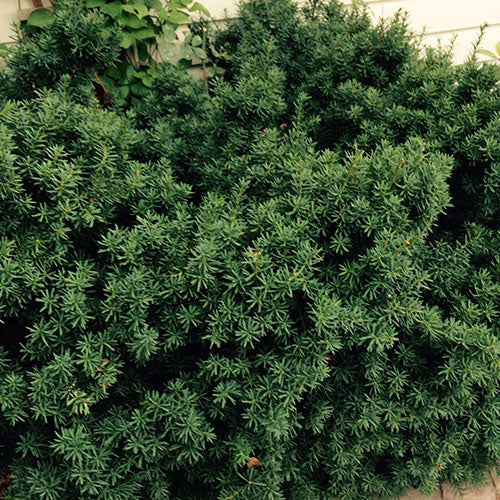 Yew Morden Upright 2G