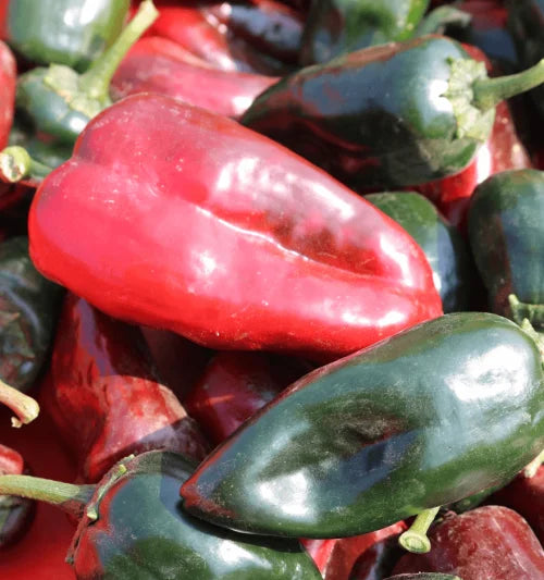 Pepper Ancho Poblano Carranza OSC Seed