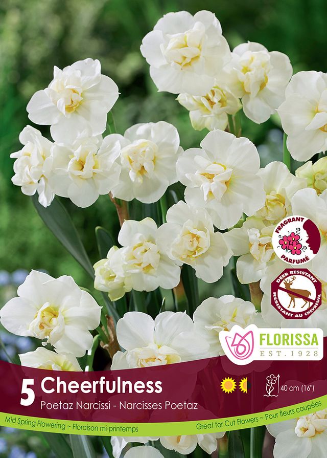 Narcissus Cheerfulness 5pk