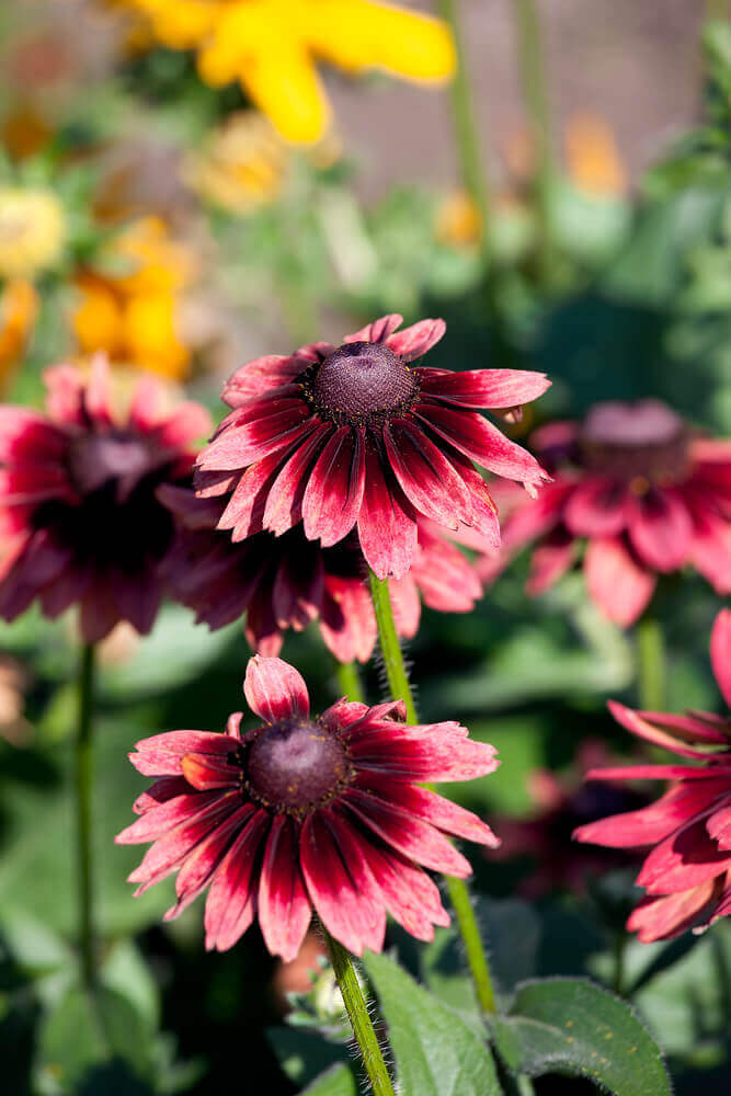 Rudbeckia Cherry Brandy OSC Seed