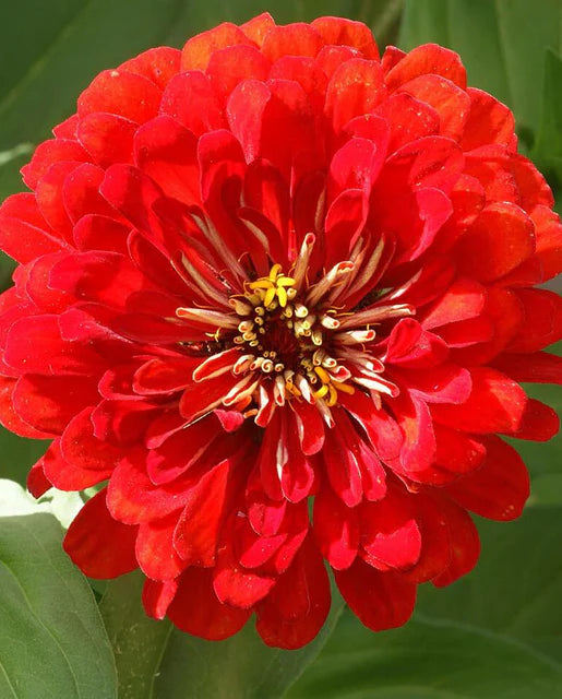 Zinnias Cherry Queen WCS Seeds