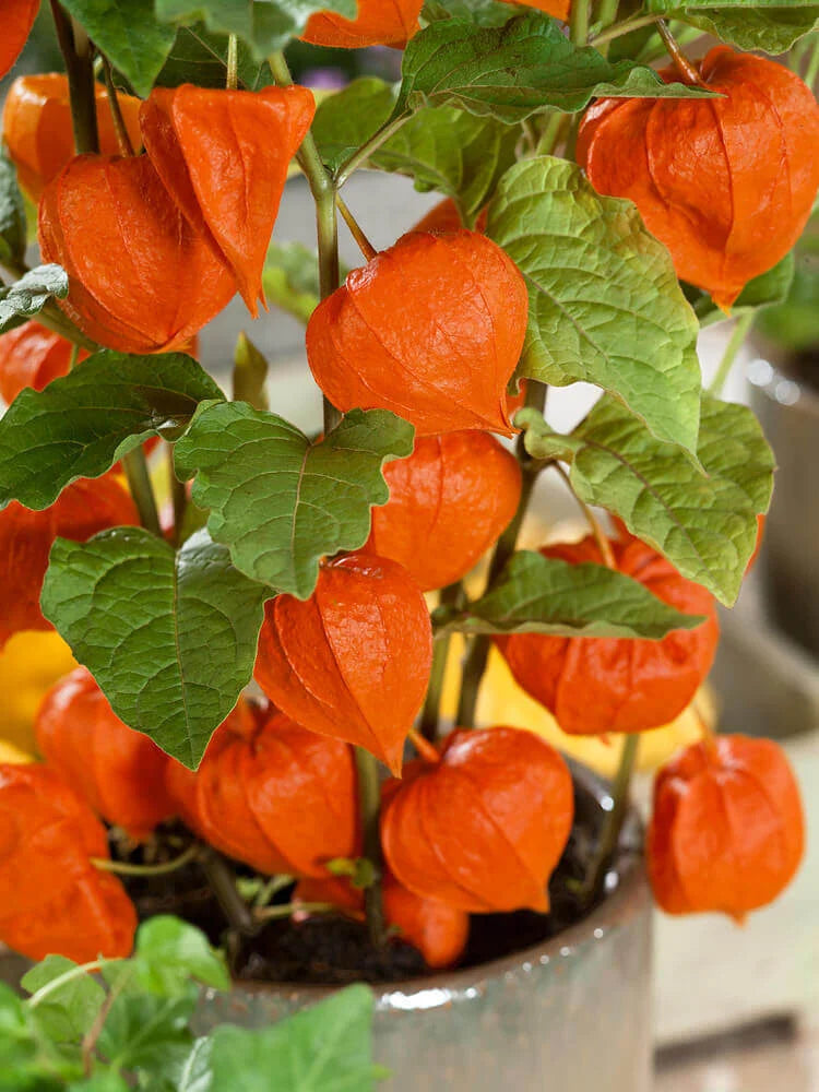 Chinese Lantern OSC Seed
