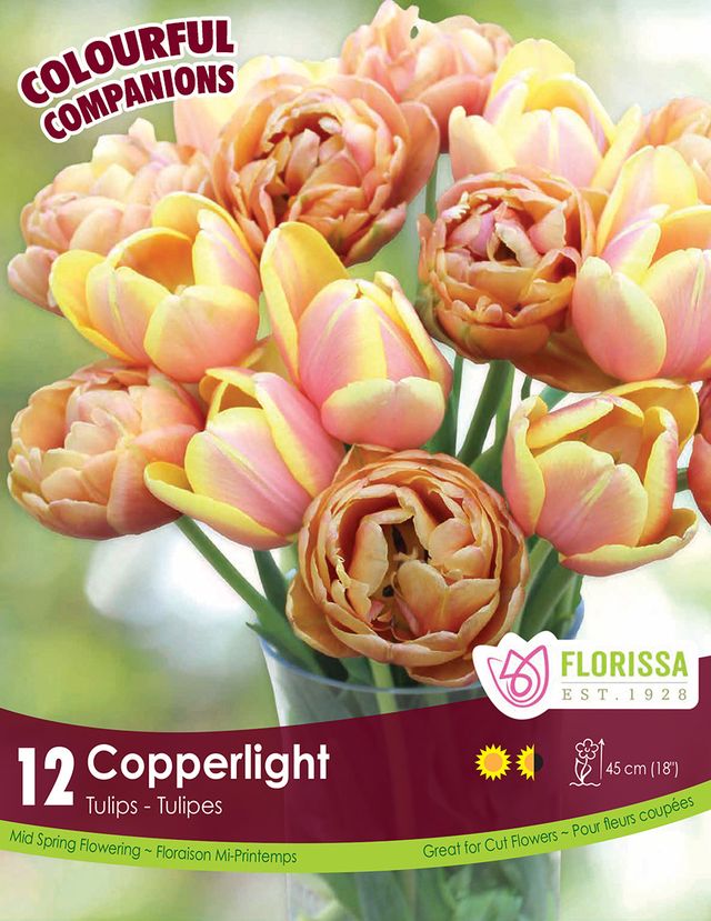 Copperlight Companion Bulbs 12 pk