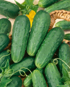 Cucumber Homemade Pickles Organic OSC Seed