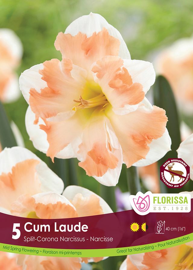 Narcissus Cum Laude 5pk