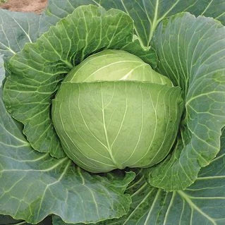 Cabbage Brunswick Sauerkraut OSC Seeds