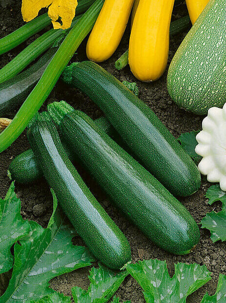 Zucchini Squash Dark Green Organic OSC Seed