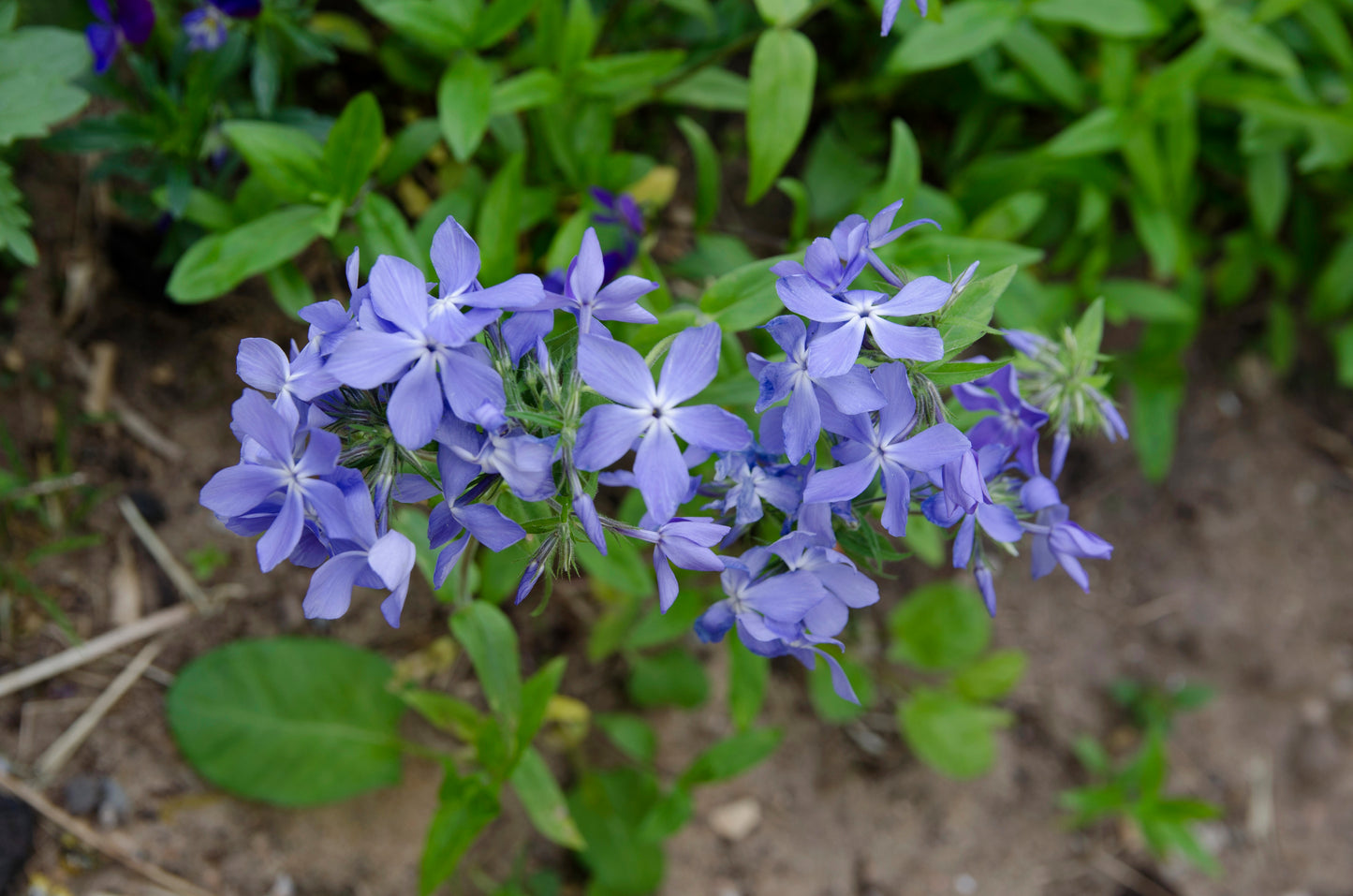 Amsonia Blue Ice 1G