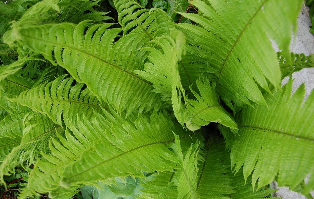 Native Garden Fern 2G