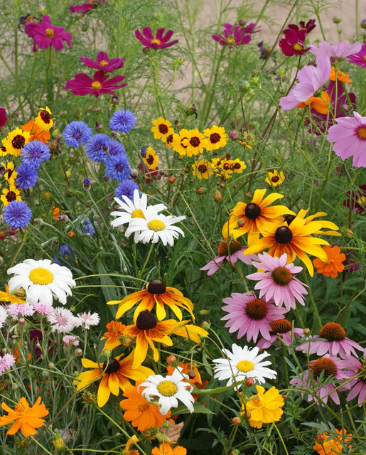 Wildflowers Cutflower Blend WCS Seeds SM