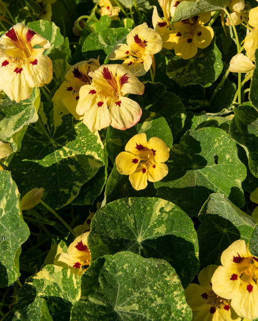 Nasturtiums Troika Cream WCS Seeds