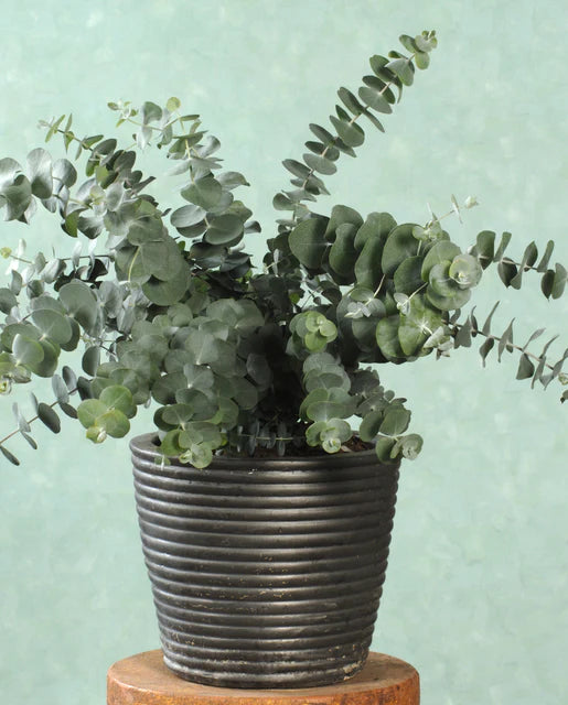 Eucalyptus Baby Blue Spiral WCS Seeds